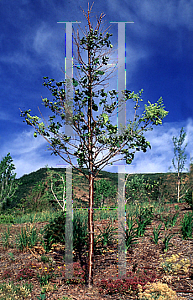 Picture of Syringa reticulata 'Ivory Silk'