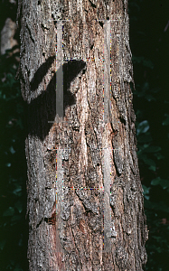 Picture of Quercus gambelii 