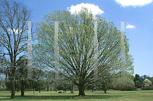 Picture of Quercus michauxii 