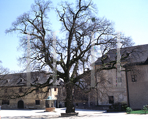 Picture of Quercus robur 