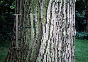 Picture of Quercus rubra 