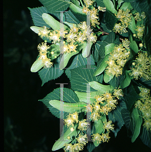 Picture of Tilia americana 