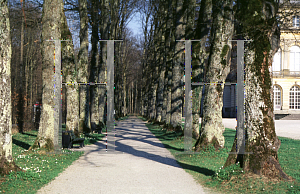 Picture of Tilia cordata 