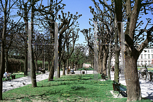 Picture of Tilia cordata 