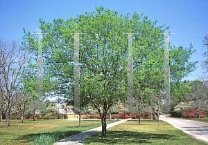 Picture of Ulmus parvifolia 