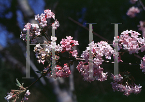 Picture of Viburnum x bodnantense 