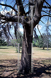 Picture of Quercus marilandica 