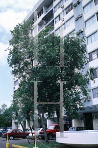 Picture of Tabebuia heterophylla 