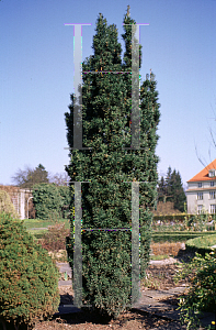 Picture of Taxus baccata 'Fastigiata Robusta'