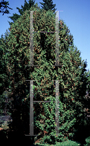 Picture of Thuja occidentalis 'Pendula'