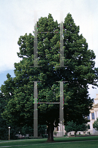 Picture of Tilia americana 'Pyramidalis'