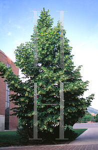 Picture of Tilia americana 