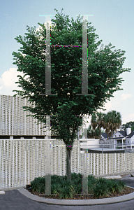 Picture of Ulmus americana var. floridana 