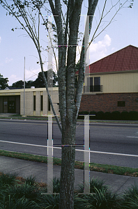 Picture of Ulmus americana var. floridana 