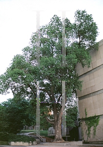 Picture of Ulmus pumila 