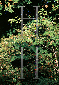 Picture of Sorbus scalaris 