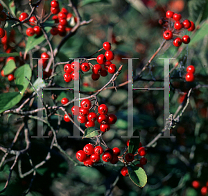 Picture of Aronia arbutifolia 'Brilliantissima'