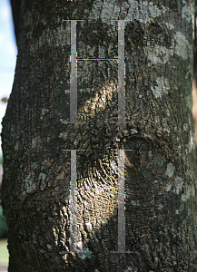 Picture of Acer negundo '~Species'