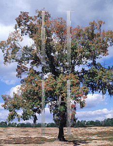 Picture of Quercus falcata '~Species'