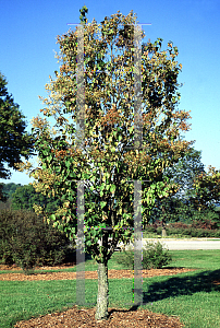 Picture of Syringa reticulata 'Ivory Silk'