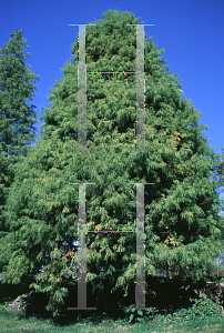 Picture of Taxodium distichum 'Monarch of Illinois'