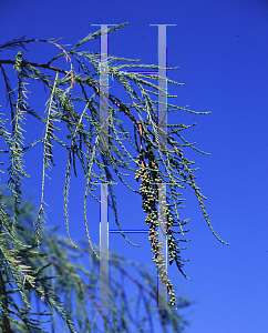 Picture of Taxodium distichum 'Monarch of Illinois'