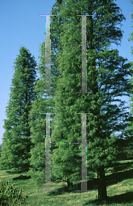 Picture of Taxodium ascendens 'Prairie Sentinel'