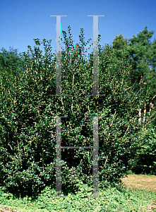 Picture of Ilex crenata 'Rotundifolia'