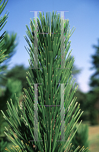 Picture of Pinus heldreichii 