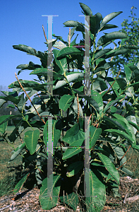Picture of Magnolia x 'Nimbus'