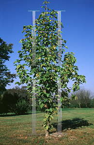 Picture of Magnolia x 'Hattie Carthan'