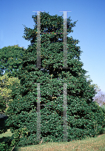 Picture of Ilex opaca 