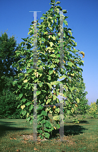 Picture of Magnolia x 'Yellow Lantern'