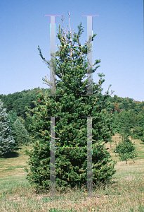 Picture of Abies sachalinensis 