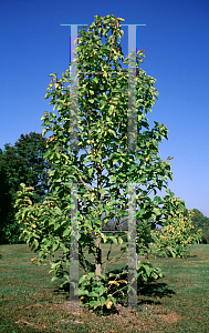 Picture of Magnolia x 'Yellow Bird'