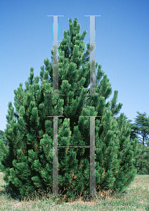 Picture of Pinus heldreichii 