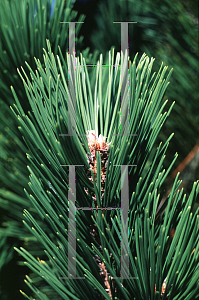 Picture of Pinus heldreichii 