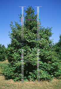 Picture of Ilex opaca 'Mrs. F.J. Close'