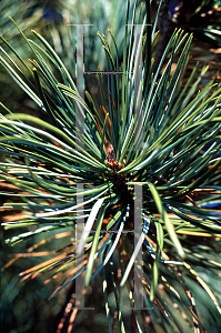 Picture of Pinus koraiensis 