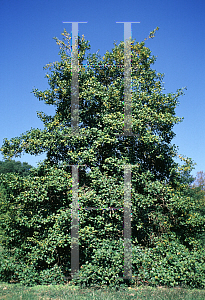 Picture of Ilex opaca 'Canary'