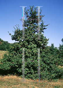 Picture of Ilex opaca 'Klein #1'