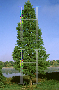 Picture of Taxodium ascendens 'Morris (Debonair)'