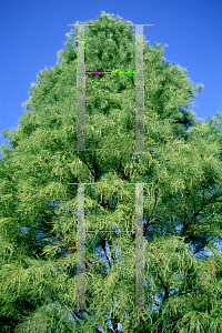 Picture of Taxodium ascendens 'Morris (Debonair)'