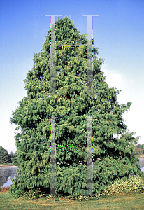 Picture of Taxodium distichum 