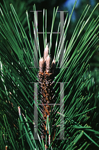 Picture of Pinus thunbergii 'Nishiki Matsu'