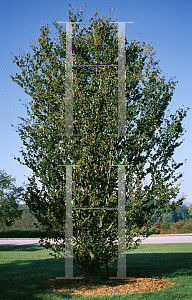 Picture of Fagus sylvatica 'Cristata'