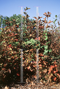 Picture of Viburnum trilobum 'Alfredo'