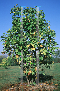 Picture of Magnolia x soulangiana 'Alexandrina'