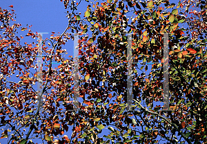 Picture of Amelanchier arborea 