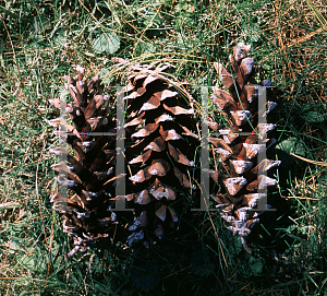 Picture of Pinus strobus 